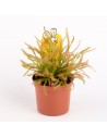 Drosera capensis  - 1