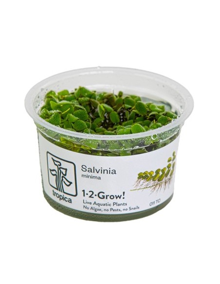 Salvinia auriculata - In Vitro Cup Tropica Tropica - 2