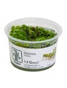 Salvinia auriculata - In Vitro Cup Tropica Tropica - 2
