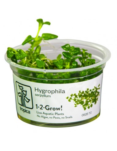 Hygrophila serpyllum 1-2-Grow! - In vitro Tropica  - 1
