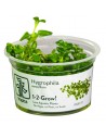 Hygrophila serpyllum 1-2-Grow! - In vitro Tropica  - 1