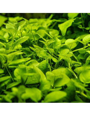 Hygrophila serpyllum 1-2-Grow! - In vitro Tropica  - 2