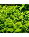 Hygrophila serpyllum 1-2-Grow! - In vitro Tropica  - 2