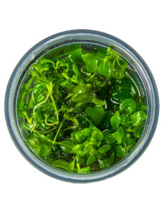 Hygrophila serpyllum 1-2-Grow! - In vitro  - 3