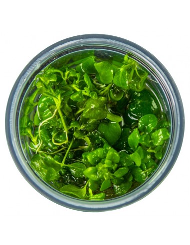 Hygrophila serpyllum 1-2-Grow! - In vitro Tropica  - 3