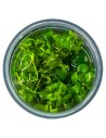 Hygrophila serpyllum 1-2-Grow! - In vitro  - 3