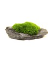 Aegagropila Slate Rock,  10 x 8 x 5 cm Dennerle Plants Dennerle plants - 1