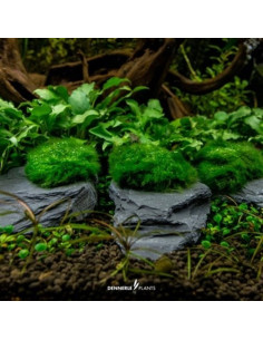 Aegagropila Slate Rock,  10 x 8 x 5 cm Dennerle Plants Dennerle plants - 2