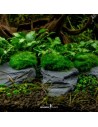 Aegagropila Slate Rock,  10 x 8 x 5 cm Dennerle Plants Dennerle plants - 2