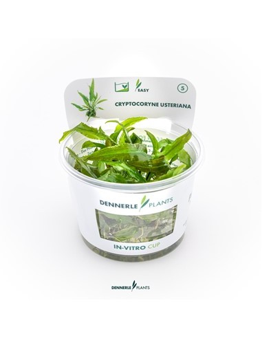 Cryptocoryne usteriana - In Vitro Cup dennerle plant Dennerle plants - 3