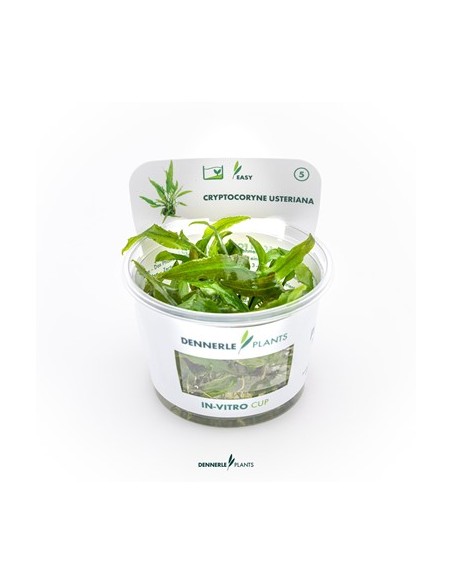 Cryptocoryne usteriana - In Vitro Cup dennerle plant Dennerle plants - 3