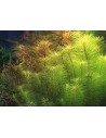 Pogostemon erectus (deccanensis) - In Vitro Cup  - 4