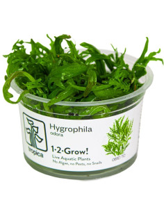 Hygrophila odora  - In vitro Tropica Tropica - 1