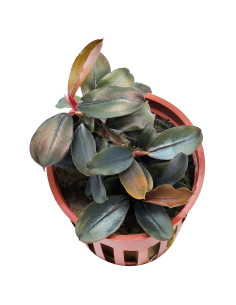 Bucephalandra sordidula 'Blue' - Tropica Tropica - 1