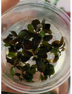 Bucephalandra sp. 'Maia' - In vitro  - 1