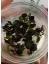 Bucephalandra sp. 'Maia' - In vitro  - 1