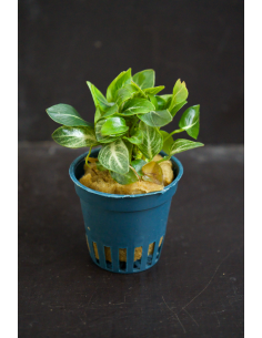Anubias Stardust Tropica - 1