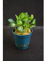 Anubias Stardust Tropica - 1