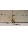 AQUABOTA Racine Spiderwood 3018 - Aquabota.com