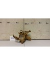 AQUABOTA Racine Spiderwood 3040 - Aquabota.com