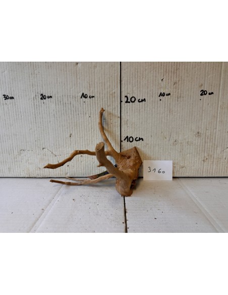 AQUABOTA Racine Spiderwood 3160 - Aquabota.com