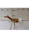 AQUABOTA Racine Spiderwood 3171 - Aquabota.com