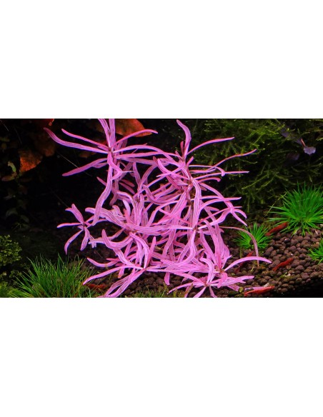 Hygrophila lancea sp. 'Araguaia' chai- In Vitro Cup  - 2
