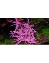 Hygrophila lancea sp. 'Araguaia' chai- In Vitro Cup  - 2