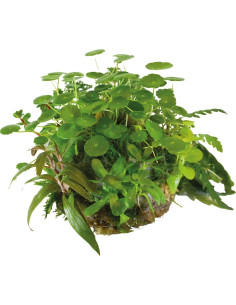 BIOART BALL HYDROCOTYLE VERTICILLATA SuperFish - 1