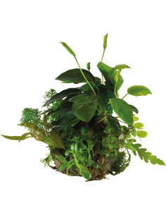 BIOART BALL ANUBIAS NANA SuperFish - 1