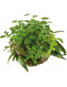 BIOART BALL MICROSORUM PTEROPUS SuperFish - 1