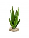 TERRA ALOE 29cm SCALARE SCALARE - 1