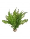 TERRA FOUGERE 46cm SCALARE SCALARE - 1