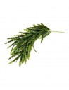 TERRA CHUTE FOUGERE 66cm SCALARE SCALARE - 1