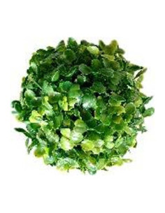 TERRA BOULE BUI 13cm SCALARE SCALARE - 1