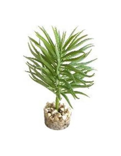 TERRA PLANTE SUCCULENTE 13cm SCALARE SCALARE - 1