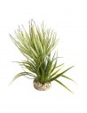 TERRA PLANTE GRASSE 23cm SCALARE SCALARE - 1