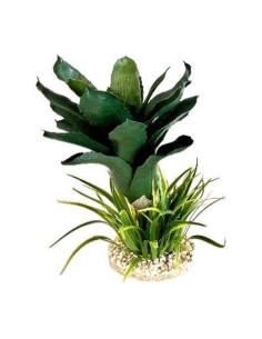 TERRA ANANAS PLANTE 27cm SCALARE SCALARE - 1
