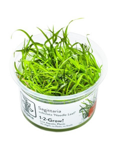 Sagittaria subulata 'Needle Leaf' - in vitro Tropica Tropica - 1