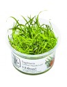 Sagittaria subulata 'Needle Leaf' - in vitro Tropica Tropica - 1