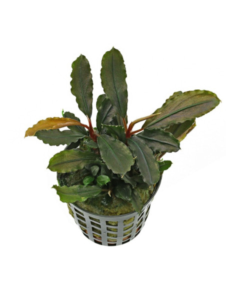 Bucephalandra lamandau Round 8,00 €