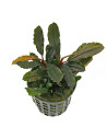 Bucephalandra lamandau Round 8,00 €