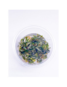 Bucephalandra Catharina invitro - Aquabota.com