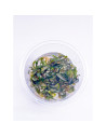 Bucephalandra Catharina - invitro  7,00 €