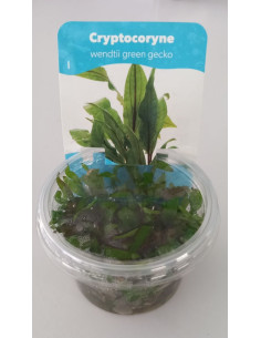 Cryptocoryne Wendtii 'Green gecko' In vitro - Aquabota.com
