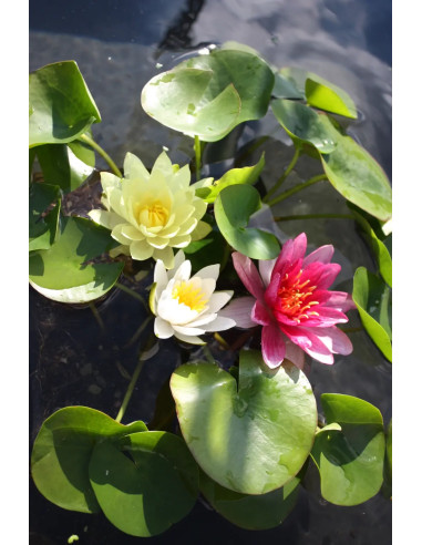 Nymphaea mix trio (3L)