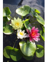 Nymphaea mix trio (3L)