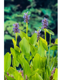 Pontederia cordata 'Lanceolata' - Aquabota.com
