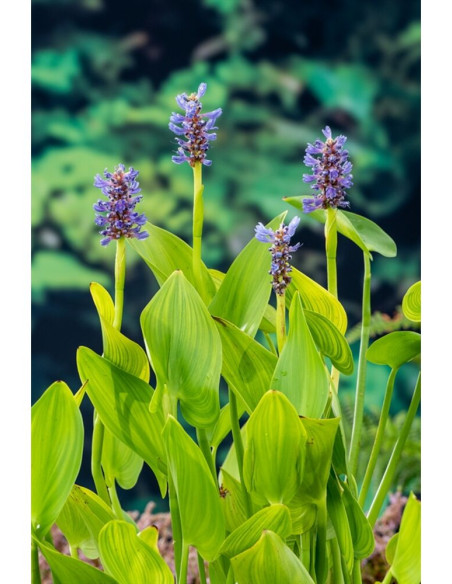 Pontederia cordata 5,55 €