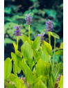 Pontederia cordata 5,55 €